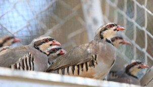 Kene ile doğal mücadele: Yüzlerce keklik doğaya salındı