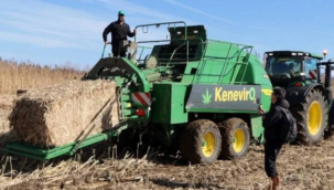 Türkiye'de ilk kez endüstriyel kenevir üretimi yapan şirket konkordato ilan etti: 30 milyon dolar yatırımla kurulmuştu