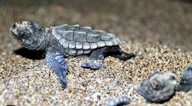 ALÇED Başkanı Şerefnur Kayhan'dan vatandaşlara caretta uyarısı