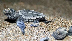 ALÇED Başkanı Şerefnur Kayhan'dan vatandaşlara caretta uyarısı