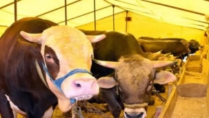 Bakanlıktan şap hastalığı hakkında açıklama: 'Binlerce ekip 81 ilde sahada'