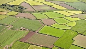 Ekilmeyen tarım arazisi kiraya verilecek