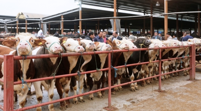 Ülke genelinde tüm hayvan pazarları kapatıldı