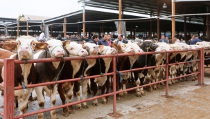 Ülke genelinde tüm hayvan pazarları kapatıldı