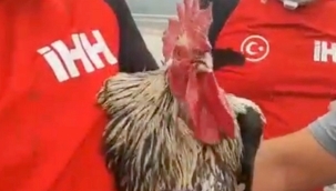 Yangından kaçan horoz bayıldı: İHH kurtardı