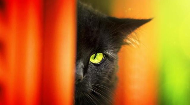 İspanya'da Cadılar Bayramı öncesi siyah kedi sahiplenme yasağı