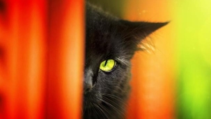 İspanya'da Cadılar Bayramı öncesi siyah kedi sahiplenme yasağı