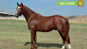 Tüm zamanların rekorunu kırdı: Hızlı Yasin isimli Arap tayı 10 milyon 500 bin liraya satıldı