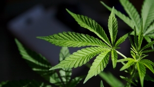 Resmi Gazete'de yayınlandı: 21 ilde kenevir üretimine izin verildi