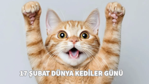 17 Şubat Dünya Kediler Günü