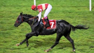 Adana'da yarış atı skandalında karar belli oldu: Kesilip kavurma yapıldı, iş insanına 132 bin TL ceza kesildi