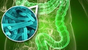 Bağırsakta bakterileri yakalayıp yok eden savunma proteini bulundu