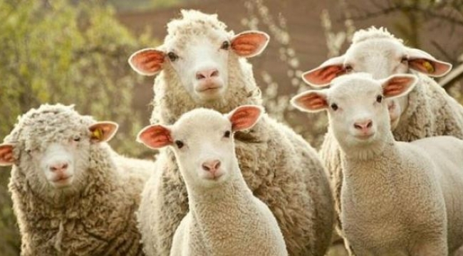 Vekalet yoluyla kurban kesim bedelleri belirlendi