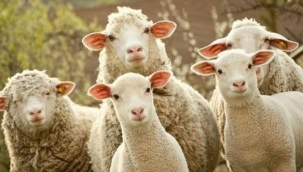 Vekalet yoluyla kurban kesim bedelleri belirlendi