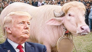 Bangladeş'te Trump'a benzetilen manda, viral olunca kurban edilmekten kurtuldu