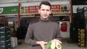 Alanya Avokado Üreticileri Birliği yarın genel kurula gidiyor